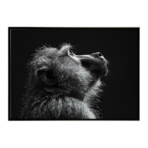 Baboon �q�q �o�u�[�� �T�o���i �A�t���J ���� ���R �l�C�`���[ ���� �A�j�}�� �쐶���� �ʐ^ ���|�X�^�[ �C���e���A ������� �v�����g�|�X�^�[ �t�H�g �V���v�� ������ ���� �傫��/lh-poster-613