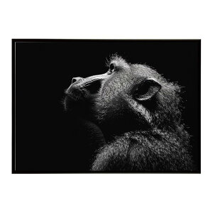 Baboon qq ou[ Toi AtJ  R lC`[  Aj} 쐶 ʐ^ |X^[ CeA  vg|X^[ tHg Vv   傫/lh-poster-614