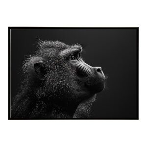 Baboon �q�q �o�u�[�� �T�o���i �A�t���J ���� ���R �l�C�`���[ ���� �A�j�}�� �쐶���� �ʐ^ ���|�X�^�[ �C���e���A ������� �v�����g�|�X�^�[ �t�H�g �V���v�� ������ ���� �傫��/lh-poster-615
