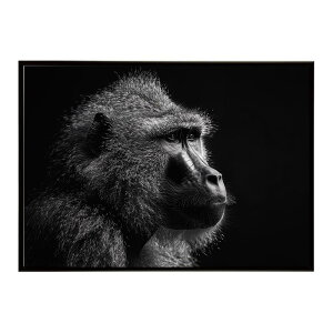 Baboon �q�q �o�u�[�� �T�o���i �A�t���J ���� ���R �l�C�`���[ ���� �A�j�}�� �쐶���� �ʐ^ ���|�X�^�[ �C���e���A ������� �v�����g�|�X�^�[ �t�H�g �V���v�� ������ ���� �傫��/lh-poster-615