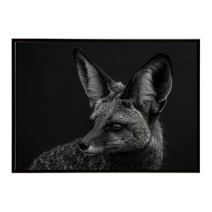 Bat-eared fox �I�I�~�~�M�c�l �T�o���i �A�t���J ���� ���R �l�C�`���[ ���� �A�j�}�� �쐶���� �ʐ^ �� �L�c�l�|�X�^�[ �C���e���A ������� �v�����g�|�X�^�[ �t�H�g �V���v�� ������ ���� ��