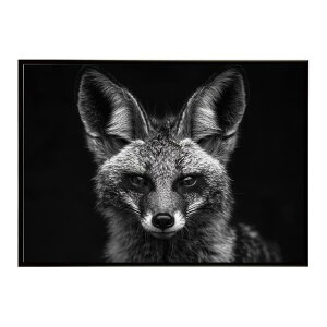 Bat-eared fox �I�I�~�~�M�c�l �T�o���i �A�t���J ���� ���R �l�C�`���[ ���� �A�j�}�� �쐶���� �ʐ^ �� �L�c�l�|�X�^�[ �C���e���A ������� �v�����g�|�X�^�[ �t�H�g �V���v�� ������ ���� ��