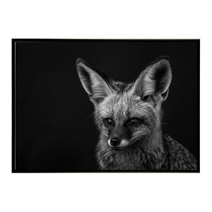 Bat-eared fox �I�I�~�~�M�c�l �T�o���i �A�t���J ���� ���R �l�C�`���[ ���� �A�j�}�� �쐶���� �ʐ^ �� �L�c�l�|�X�^�[ �C���e���A ������� �v�����g�|�X�^�[ �t�H�g �V���v�� ������ ���� ��