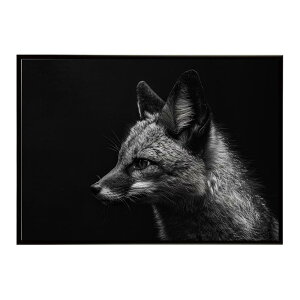 Bat-eared fox �I�I�~�~�M�c�l �T�o���i �A�t���J ���� ���R �l�C�`���[ ���� �A�j�}�� �쐶���� �ʐ^ �� �L�c�l�|�X�^�[ �C���e���A ������� �v�����g�|�X�^�[ �t�H�g �V���v�� ������ ���� ��