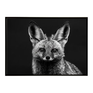 Bat-eared fox �I�I�~�~�M�c�l �T�o���i �A�t���J ���� ���R �l�C�`���[ ���� �A�j�}�� �쐶���� �ʐ^ �� �L�c�l�|�X�^�[ �C���e���A ������� �v�����g�|�X�^�[ �t�H�g �V���v�� ������ ���� ��