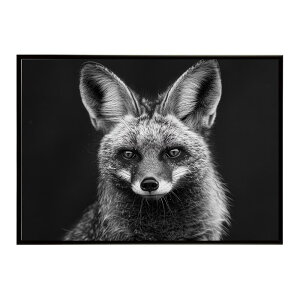 Bat-eared fox �I�I�~�~�M�c�l �T�o���i �A�t���J ���� ���R �l�C�`���[ ���� �A�j�}�� �쐶���� �ʐ^ �� �L�c�l�|�X�^�[ �C���e���A ������� �v�����g�|�X�^�[ �t�H�g �V���v�� ������ ���� ��