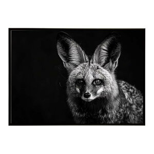 Bat-eared fox �I�I�~�~�M�c�l �T�o���i �A�t���J ���� ���R �l�C�`���[ ���� �A�j�}�� �쐶���� �ʐ^ �� �L�c�l�|�X�^�[ �C���e���A ������� �v�����g�|�X�^�[ �t�H�g �V���v�� ������ ���� ��