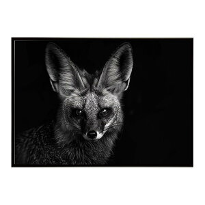 Bat-eared fox �I�I�~�~�M�c�l �T�o���i �A�t���J ���� ���R �l�C�`���[ ���� �A�j�}�� �쐶���� �ʐ^ �� �L�c�l�|�X�^�[ �C���e���A ������� �v�����g�|�X�^�[ �t�H�g �V���v�� ������ ���� ��