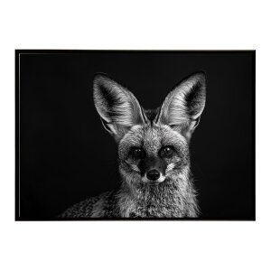 Bat-eared fox �I�I�~�~�M�c�l �T�o���i �A�t���J ���� ���R �l�C�`���[ ���� �A�j�}�� �쐶���� �ʐ^ �� �L�c�l�|�X�^�[ �C���e���A ������� �v�����g�|�X�^�[ �t�H�g �V���v�� ������ ���� ��