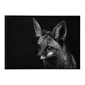 Bat-eared fox �I�I�~�~�M�c�l �T�o���i �A�t���J ���� ���R �l�C�`���[ ���� �A�j�}�� �쐶���� �ʐ^ �� �L�c�l�|�X�^�[ �C���e���A ������� �v�����g�|�X�^�[ �t�H�g �V���v�� ������ ���� ��