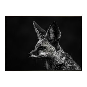 Bat-eared fox �I�I�~�~�M�c�l �T�o���i �A�t���J ���� ���R �l�C�`���[ ���� �A�j�}�� �쐶���� �ʐ^ �� �L�c�l�|�X�^�[ �C���e���A ������� �v�����g�|�X�^�[ �t�H�g �V���v�� ������ ���� ��