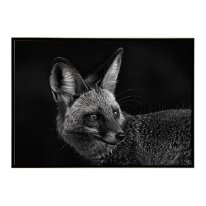Bat-eared fox �I�I�~�~�M�c�l �T�o���i �A�t���J ���� ���R �l�C�`���[ ���� �A�j�}�� �쐶���� �ʐ^ �� �L�c�l�|�X�^�[ �C���e���A ������� �v�����g�|�X�^�[ �t�H�g �V���v�� ������ ���� ��