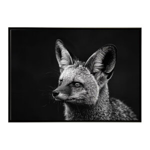 Bat-eared fox �I�I�~�~�M�c�l �T�o���i �A�t���J ���� ���R �l�C�`���[ ���� �A�j�}�� �쐶���� �ʐ^ �� �L�c�l�|�X�^�[ �C���e���A ������� �v�����g�|�X�^�[ �t�H�g �V���v�� ������ ���� ��