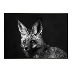 Bat-eared fox �I�I�~�~�M�c�l �T�o���i �A�t���J ���� ���R �l�C�`���[ ���� �A�j�}�� �쐶���� �ʐ^ �� �L�c�l�|�X�^�[ �C���e���A ������� �v�����g�|�X�^�[ �t�H�g �V���v�� ������ ���� ��
