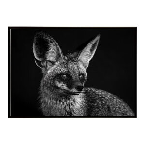 Bat-eared fox �I�I�~�~�M�c�l �T�o���i �A�t���J ���� ���R �l�C�`���[ ���� �A�j�}�� �쐶���� �ʐ^ �� �L�c�l�|�X�^�[ �C���e���A ������� �v�����g�|�X�^�[ �t�H�g �V���v�� ������ ���� ��