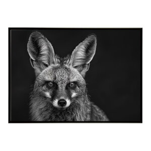 Bat-eared fox �I�I�~�~�M�c�l �T�o���i �A�t���J ���� ���R �l�C�`���[ ���� �A�j�}�� �쐶���� �ʐ^ �� �L�c�l�|�X�^�[ �C���e���A ������� �v�����g�|�X�^�[ �t�H�g �V���v�� ������ ���� ��