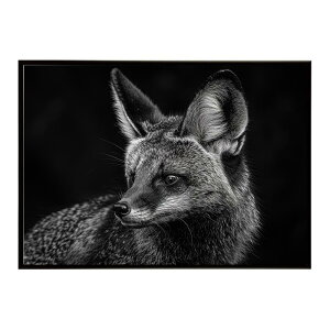 Bat-eared fox �I�I�~�~�M�c�l �T�o���i �A�t���J ���� ���R �l�C�`���[ ���� �A�j�}�� �쐶���� �ʐ^ �� �L�c�l�|�X�^�[ �C���e���A ������� �v�����g�|�X�^�[ �t�H�g �V���v�� ������ ���� ��