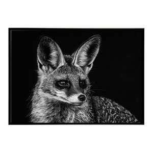 Bat-eared fox �I�I�~�~�M�c�l �T�o���i �A�t���J ���� ���R �l�C�`���[ ���� �A�j�}�� �쐶���� �ʐ^ �� �L�c�l�|�X�^�[ �C���e���A ������� �v�����g�|�X�^�[ �t�H�g �V���v�� ������ ���� ��
