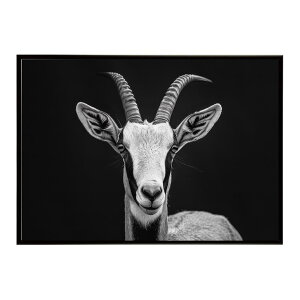 Blesbok �u���X�{�b�N �A���e���[�v �T�o���i �A�t���J ���� ���R �l�C�`���[ ���� �A�j�}�� �쐶���� �ʐ^ ���|�X�^�[ �C���e���A ������� �v�����g�|�X�^�[ �t�H�g �V���v�� ������ ���� ��