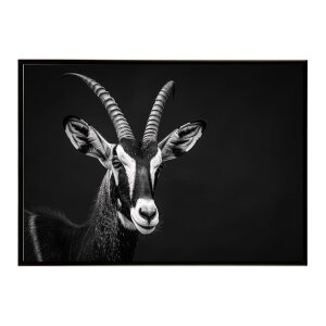 Blesbok �u���X�{�b�N �A���e���[�v �T�o���i �A�t���J ���� ���R �l�C�`���[ ���� �A�j�}�� �쐶���� �ʐ^ ���|�X�^�[ �C���e���A ������� �v�����g�|�X�^�[ �t�H�g �V���v�� ������ ���� ��