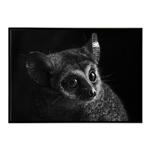 Bushbaby �K���S �u�b�V���x�C�r�[ �T�o���i �A�t���J ���� ���R �l�C�`���[ ���� �A�j�}�� �쐶���� �ʐ^�|�X�^�[ �C���e���A ������� �v�����g�|�X�^�[ �t�H�g �V���v�� ������ ���� �傫��/