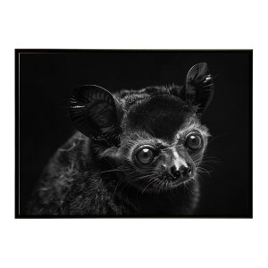 Bushbaby �K���S �u�b�V���x�C�r�[ �T�o���i �A�t���J ���� ���R �l�C�`���[ ���� �A�j�}�� �쐶���� �ʐ^�|�X�^�[ �C���e���A ������� �v�����g�|�X�^�[ �t�H�g �V���v�� ������ ���� �傫��/