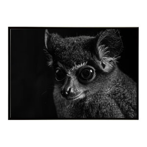 Bushbaby �K���S �u�b�V���x�C�r�[ �T�o���i �A�t���J ���� ���R �l�C�`���[ ���� �A�j�}�� �쐶���� �ʐ^�|�X�^�[ �C���e���A ������� �v�����g�|�X�^�[ �t�H�g �V���v�� ������ ���� �傫��/