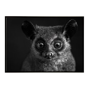 Bushbaby �K���S �u�b�V���x�C�r�[ �T�o���i �A�t���J ���� ���R �l�C�`���[ ���� �A�j�}�� �쐶���� �ʐ^�|�X�^�[ �C���e���A ������� �v�����g�|�X�^�[ �t�H�g �V���v�� ������ ���� �傫��/