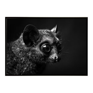 Bushbaby �K���S �u�b�V���x�C�r�[ �T�o���i �A�t���J ���� ���R �l�C�`���[ ���� �A�j�}�� �쐶���� �ʐ^�|�X�^�[ �C���e���A ������� �v�����g�|�X�^�[ �t�H�g �V���v�� ������ ���� �傫��/