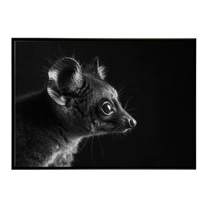 Bushbaby �K���S �u�b�V���x�C�r�[ �T�o���i �A�t���J ���� ���R �l�C�`���[ ���� �A�j�}�� �쐶���� �ʐ^�|�X�^�[ �C���e���A ������� �v�����g�|�X�^�[ �t�H�g �V���v�� ������ ���� �傫��/