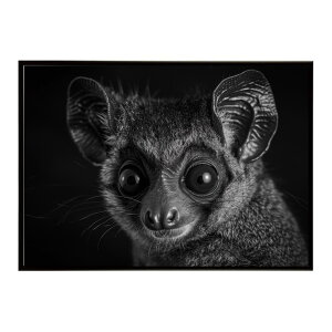 Bushbaby �K���S �u�b�V���x�C�r�[ �T�o���i �A�t���J ���� ���R �l�C�`���[ ���� �A�j�}�� �쐶���� �ʐ^�|�X�^�[ �C���e���A ������� �v�����g�|�X�^�[ �t�H�g �V���v�� ������ ���� �傫��/