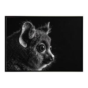 Bushbaby �K���S �u�b�V���x�C�r�[ �T�o���i �A�t���J ���� ���R �l�C�`���[ ���� �A�j�}�� �쐶���� �ʐ^�|�X�^�[ �C���e���A ������� �v�����g�|�X�^�[ �t�H�g �V���v�� ������ ���� �傫��/