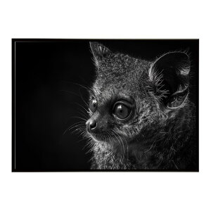 Bushbaby �K���S �u�b�V���x�C�r�[ �T�o���i �A�t���J ���� ���R �l�C�`���[ ���� �A�j�}�� �쐶���� �ʐ^�|�X�^�[ �C���e���A ������� �v�����g�|�X�^�[ �t�H�g �V���v�� ������ ���� �傫��/