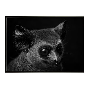 Bushbaby �K���S �u�b�V���x�C�r�[ �T�o���i �A�t���J ���� ���R �l�C�`���[ ���� �A�j�}�� �쐶���� �ʐ^�|�X�^�[ �C���e���A ������� �v�����g�|�X�^�[ �t�H�g �V���v�� ������ ���� �傫��/