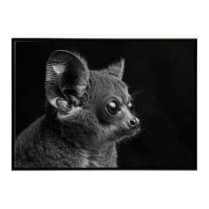 Bushbaby �K���S �u�b�V���x�C�r�[ �T�o���i �A�t���J ���� ���R �l�C�`���[ ���� �A�j�}�� �쐶���� �ʐ^�|�X�^�[ �C���e���A ������� �v�����g�|�X�^�[ �t�H�g �V���v�� ������ ���� �傫��/