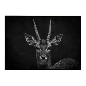 Bushbuck �u�b�V���o�b�N �A���e���[�v �T�o���i �A�t���J ���� ���R �l�C�`���[ ���� �A�j�}�� �쐶���� �ʐ^ ���|�X�^�[ �C���e���A ������� �v�����g�|�X�^�[ �t�H�g �V���v�� ������ ���� 