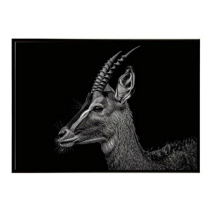 Bushbuck �u�b�V���o�b�N �A���e���[�v �T�o���i �A�t���J ���� ���R �l�C�`���[ ���� �A�j�}�� �쐶���� �ʐ^ ���|�X�^�[ �C���e���A ������� �v�����g�|�X�^�[ �t�H�g �V���v�� ������ ���� 