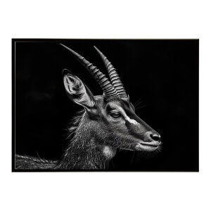 Bushbuck �u�b�V���o�b�N �A���e���[�v �T�o���i �A�t���J ���� ���R �l�C�`���[ ���� �A�j�}�� �쐶���� �ʐ^ ���|�X�^�[ �C���e���A ������� �v�����g�|�X�^�[ �t�H�g �V���v�� ������ ���� 