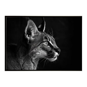 Caracal �J���J�� �J���J���L���b�g �T�o���i �A�t���J ���� ���R �l�C�`���[ ���� �A�j�}�� �쐶���� �ʐ^ �L�|�X�^�[ �C���e���A ������� �v�����g�|�X�^�[ �t�H�g �V���v�� ������ ���� ��