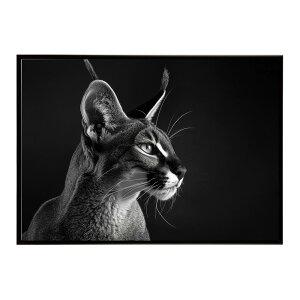 Caracal �J���J�� �J���J���L���b�g �T�o���i �A�t���J ���� ���R �l�C�`���[ ���� �A�j�}�� �쐶���� �ʐ^ �L�|�X�^�[ �C���e���A ������� �v�����g�|�X�^�[ �t�H�g �V���v�� ������ ���� ��