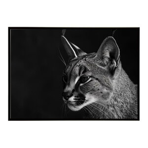 Caracal �J���J�� �J���J���L���b�g �T�o���i �A�t���J ���� ���R �l�C�`���[ ���� �A�j�}�� �쐶���� �ʐ^ �L�|�X�^�[ �C���e���A ������� �v�����g�|�X�^�[ �t�H�g �V���v�� ������ ���� ��