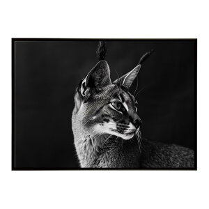Caracal �J���J�� �J���J���L���b�g �T�o���i �A�t���J ���� ���R �l�C�`���[ ���� �A�j�}�� �쐶���� �ʐ^ �L�|�X�^�[ �C���e���A ������� �v�����g�|�X�^�[ �t�H�g �V���v�� ������ ���� ��