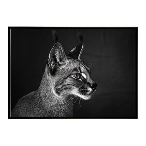 Caracal �J���J�� �J���J���L���b�g �T�o���i �A�t���J ���� ���R �l�C�`���[ ���� �A�j�}�� �쐶���� �ʐ^ �L�|�X�^�[ �C���e���A ������� �v�����g�|�X�^�[ �t�H�g �V���v�� ������ ���� ��