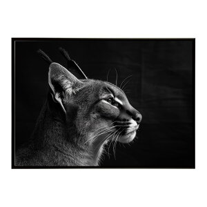 Caracal �J���J�� �J���J���L���b�g �T�o���i �A�t���J ���� ���R �l�C�`���[ ���� �A�j�}�� �쐶���� �ʐ^ �L�|�X�^�[ �C���e���A ������� �v�����g�|�X�^�[ �t�H�g �V���v�� ������ ���� ��