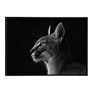 Caracal �J���J�� �J���J���L���b�g �T�o���i �A�t���J ���� ���R �l�C�`���[ ���� �A�j�}�� �쐶���� �ʐ^ �L�|�X�^�[ �C���e���A ������� �v�����g�|�X�^�[ �t�H�g �V���v�� ������ ���� ��
