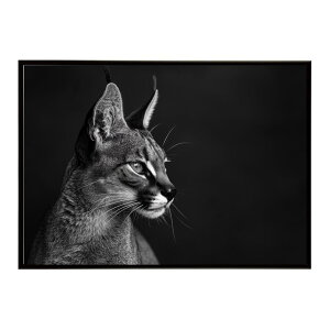 Caracal �J���J�� �J���J���L���b�g �T�o���i �A�t���J ���� ���R �l�C�`���[ ���� �A�j�}�� �쐶���� �ʐ^ �L�|�X�^�[ �C���e���A ������� �v�����g�|�X�^�[ �t�H�g �V���v�� ������ ���� ��