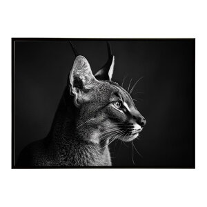 Caracal �J���J�� �J���J���L���b�g �T�o���i �A�t���J ���� ���R �l�C�`���[ ���� �A�j�}�� �쐶���� �ʐ^ �L�|�X�^�[ �C���e���A ������� �v�����g�|�X�^�[ �t�H�g �V���v�� ������ ���� ��