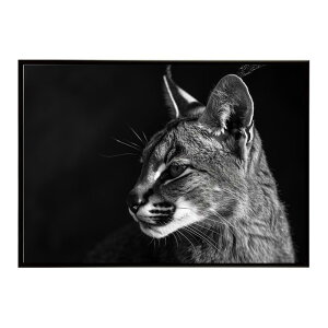 Caracal �J���J�� �J���J���L���b�g �T�o���i �A�t���J ���� ���R �l�C�`���[ ���� �A�j�}�� �쐶���� �ʐ^ �L�|�X�^�[ �C���e���A ������� �v�����g�|�X�^�[ �t�H�g �V���v�� ������ ���� ��