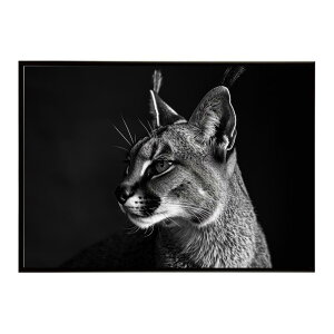 Caracal �J���J�� �J���J���L���b�g �T�o���i �A�t���J ���� ���R �l�C�`���[ ���� �A�j�}�� �쐶���� �ʐ^ �L�|�X�^�[ �C���e���A ������� �v�����g�|�X�^�[ �t�H�g �V���v�� ������ ���� ��