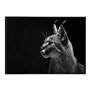 Caracal �J���J�� �J���J���L���b�g �T�o���i �A�t���J ���� ���R �l�C�`���[ ���� �A�j�}�� �쐶���� �ʐ^ �L�|�X�^�[ �C���e���A ������� �v�����g�|�X�^�[ �t�H�g �V���v�� ������ ���� ��